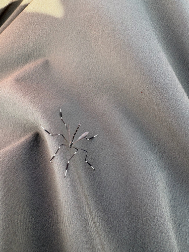 Unknown species found near Tyler, TX, US