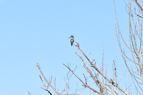 Belted Kingfisher