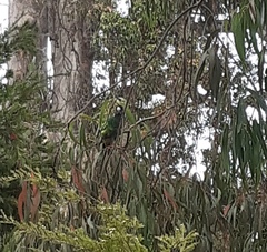 Barnardius zonarius semitorquatus