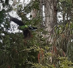 Barnardius zonarius semitorquatus