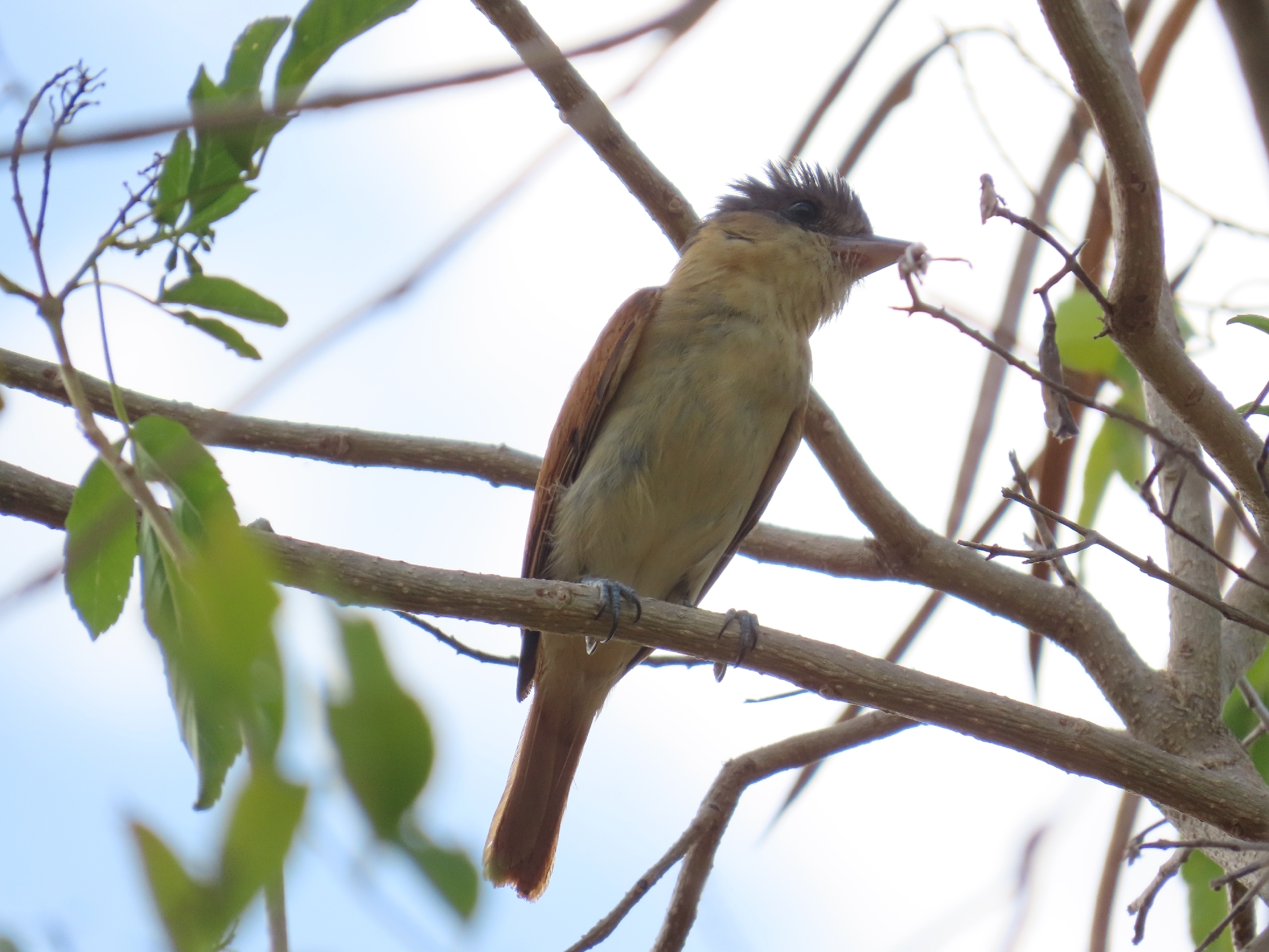 Rose-throated Becard (Pachyramphus aglaiae), photo 7