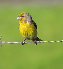 Cape Canary photo 3