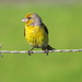 Cape Canary - Photo (c) Gawie Malan, some rights reserved (CC BY-NC), uploaded by Gawie Malan