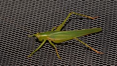 Listroscelidinae