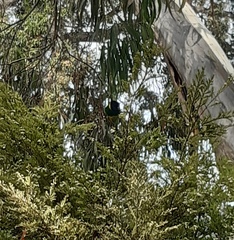 Barnardius zonarius semitorquatus