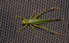 Listroscelidinae