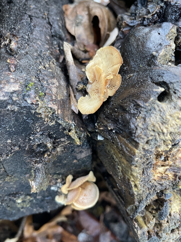 Panellus stipticus · February 2026 · photo: © irabike (iNaturalist, cc0)