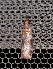 Calguia defiguralis