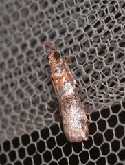 Calguia defiguralis