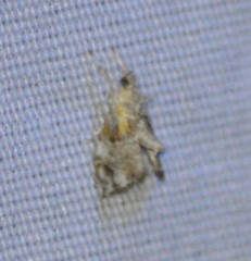 Glaphyria basiflavalis