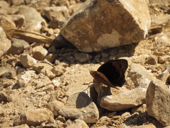 Junonia neildi varia