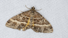 Chrysolarentia vicissata