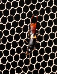 Marava arachidis