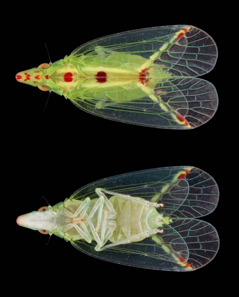 Tropiduchinae