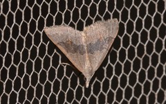 Dichromodes molybdaria