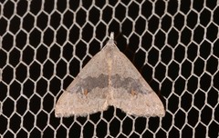 Dichromodes molybdaria