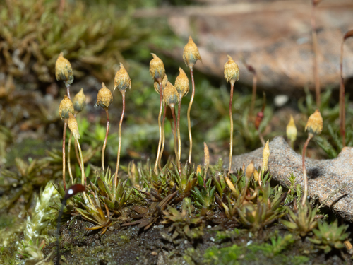 Pogonatum nanum observed 2026-02-28