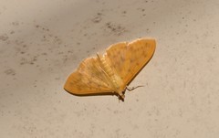 Patania balteata