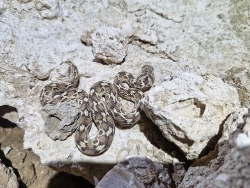 Photo of a Borkin's Viper (Echis borkini)