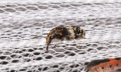 Basitropis relicta