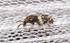 Basitropis relicta