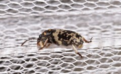 Basitropis relicta