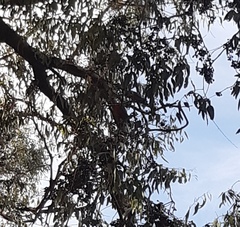 Platycercus icterotis