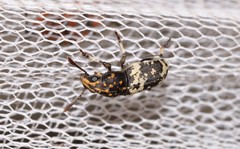 Basitropis relicta