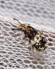 Basitropis relicta