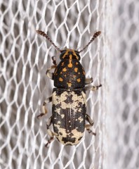 Basitropis relicta