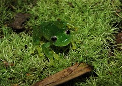 Vitreorana uranoscopa