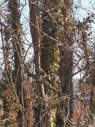 Northern Mockingbird
