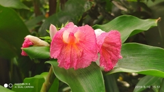 Costus phyllocephalus