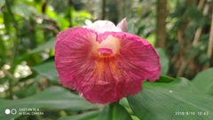 Costus phyllocephalus