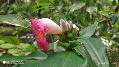 Costus phyllocephalus