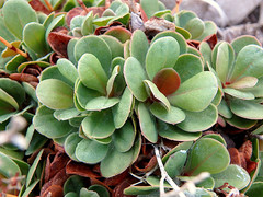 Limonium companyonis