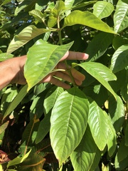 Mussaenda erythrophylla