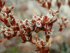 Limonium companyonis