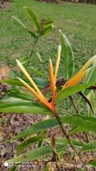 Heliconia longiflora