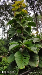 Sterculia macrophylla