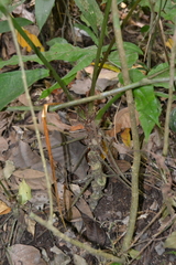 Anthurium ochranthum
