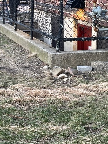 Mourning Dove