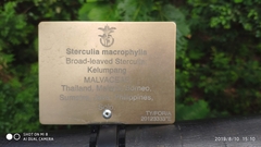 Sterculia macrophylla