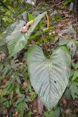 Anthurium ochranthum