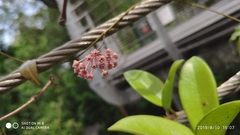Hoya pubicalyx