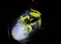 Vitreorana uranoscopa