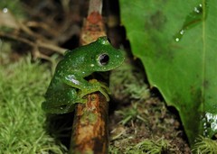 Vitreorana uranoscopa