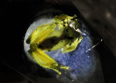 Vitreorana uranoscopa