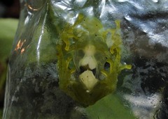 Vitreorana uranoscopa