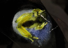 Vitreorana uranoscopa